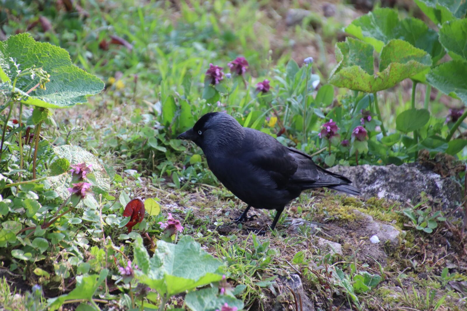 Canon EOS 800D (EOS Rebel T7i / EOS Kiss X9i) sample photo. Corneille, black, bird photography