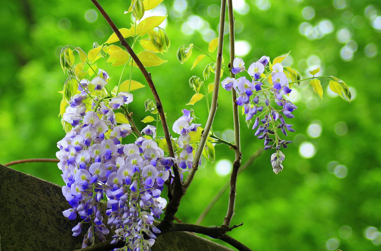 Canon EOS 1200D (EOS Rebel T5 / EOS Kiss X70 / EOS Hi) sample photo. Wisteria, nature, plant photography