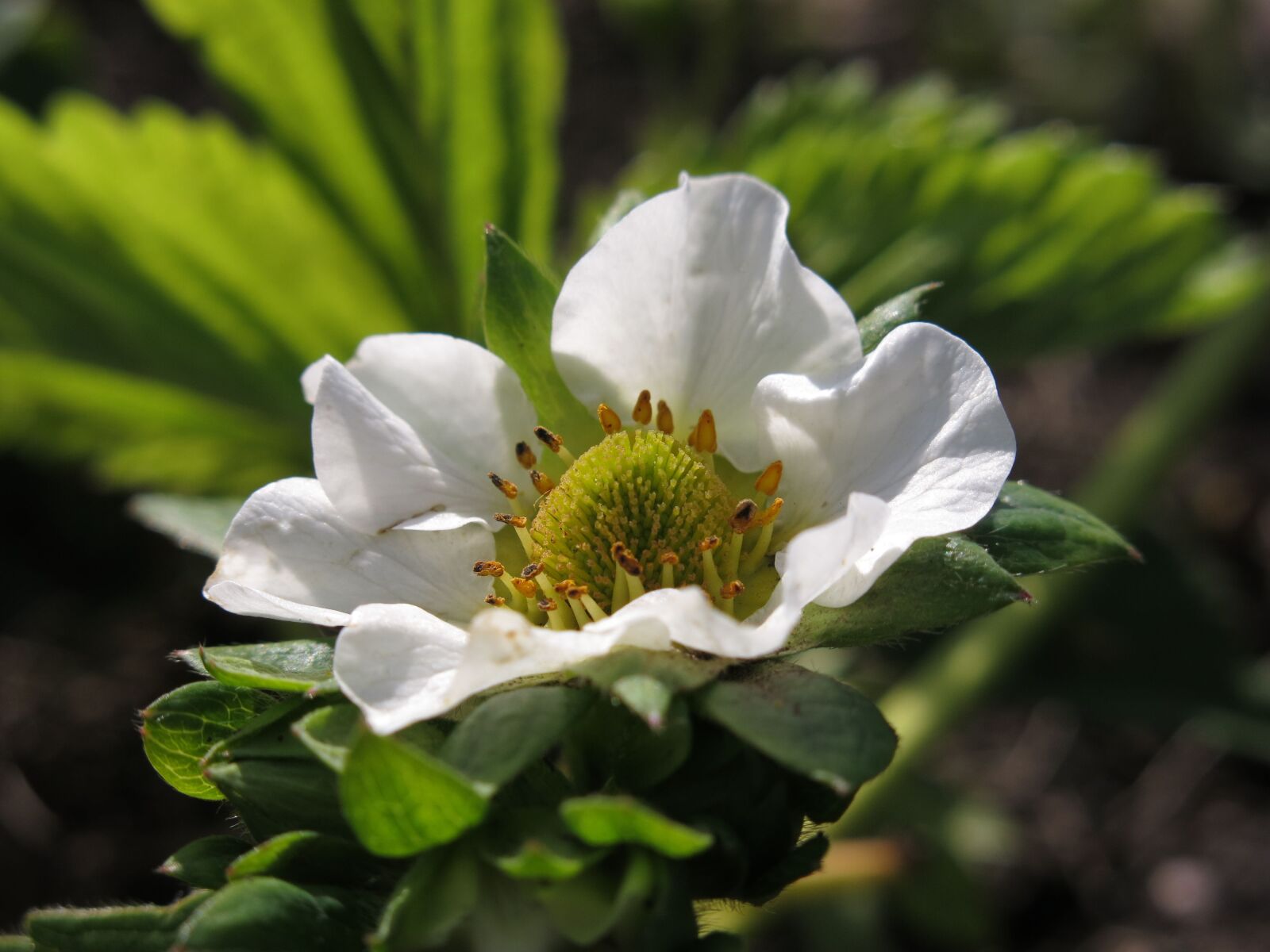Canon PowerShot G15 sample photo. Strawberry flower, plant, nature photography