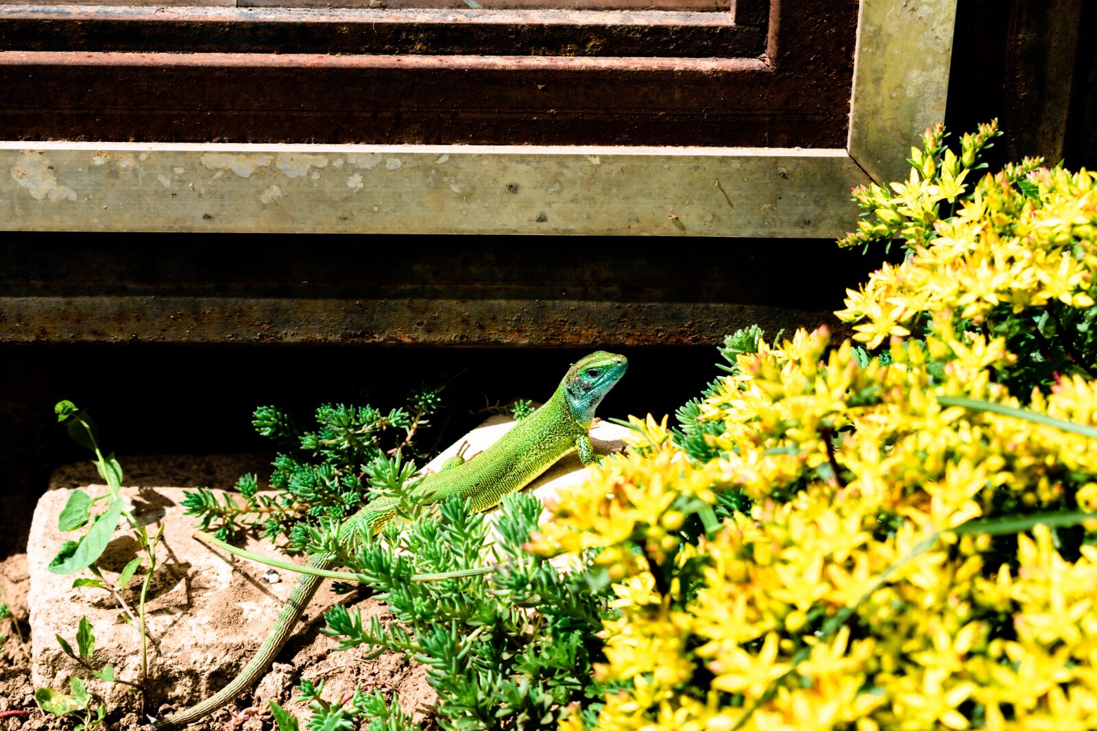 Nikon D5600 sample photo. Lizard, spring, reptile photography