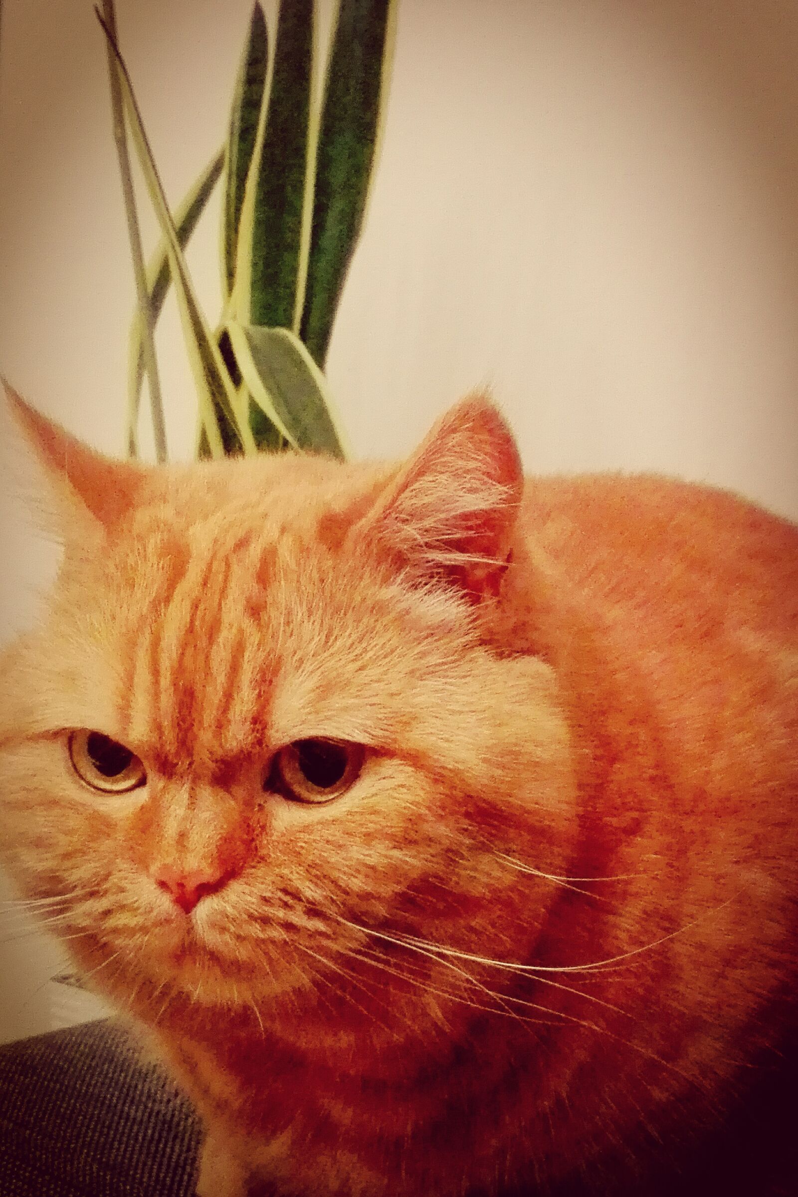 HUAWEI P8 Lite sample photo. Brytyjczyk, cat, kot, kotka photography