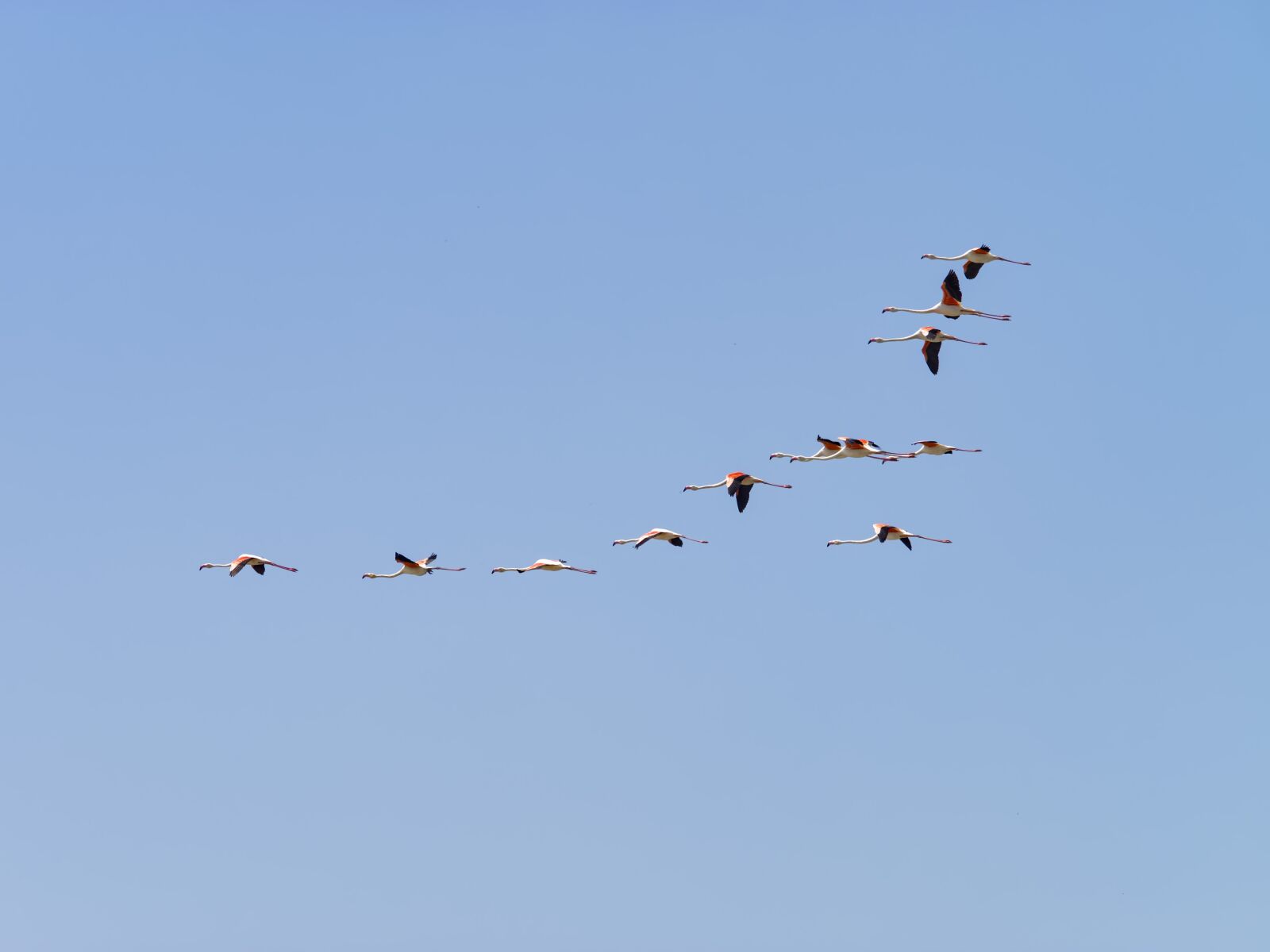 Olympus M.Zuiko Digital ED 40-150mm F2.8 Pro sample photo. Flight of the flamingos photography
