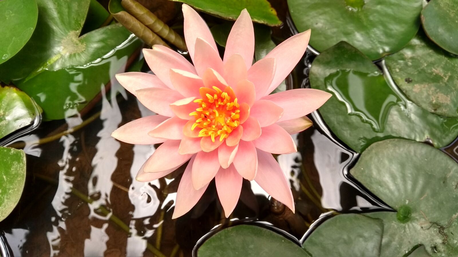 Motorola Moto G (5th Gen) sample photo. Flowers, lotus, nature photography
