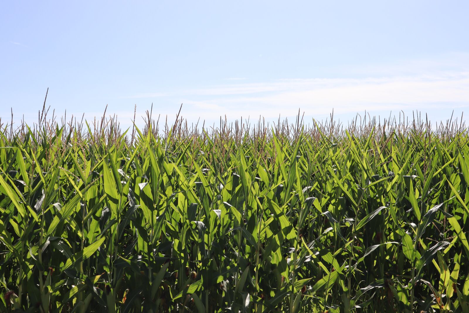 Canon EF-M 15-45mm F3.5-6.3 IS STM sample photo. Field, agriculture, corn photography