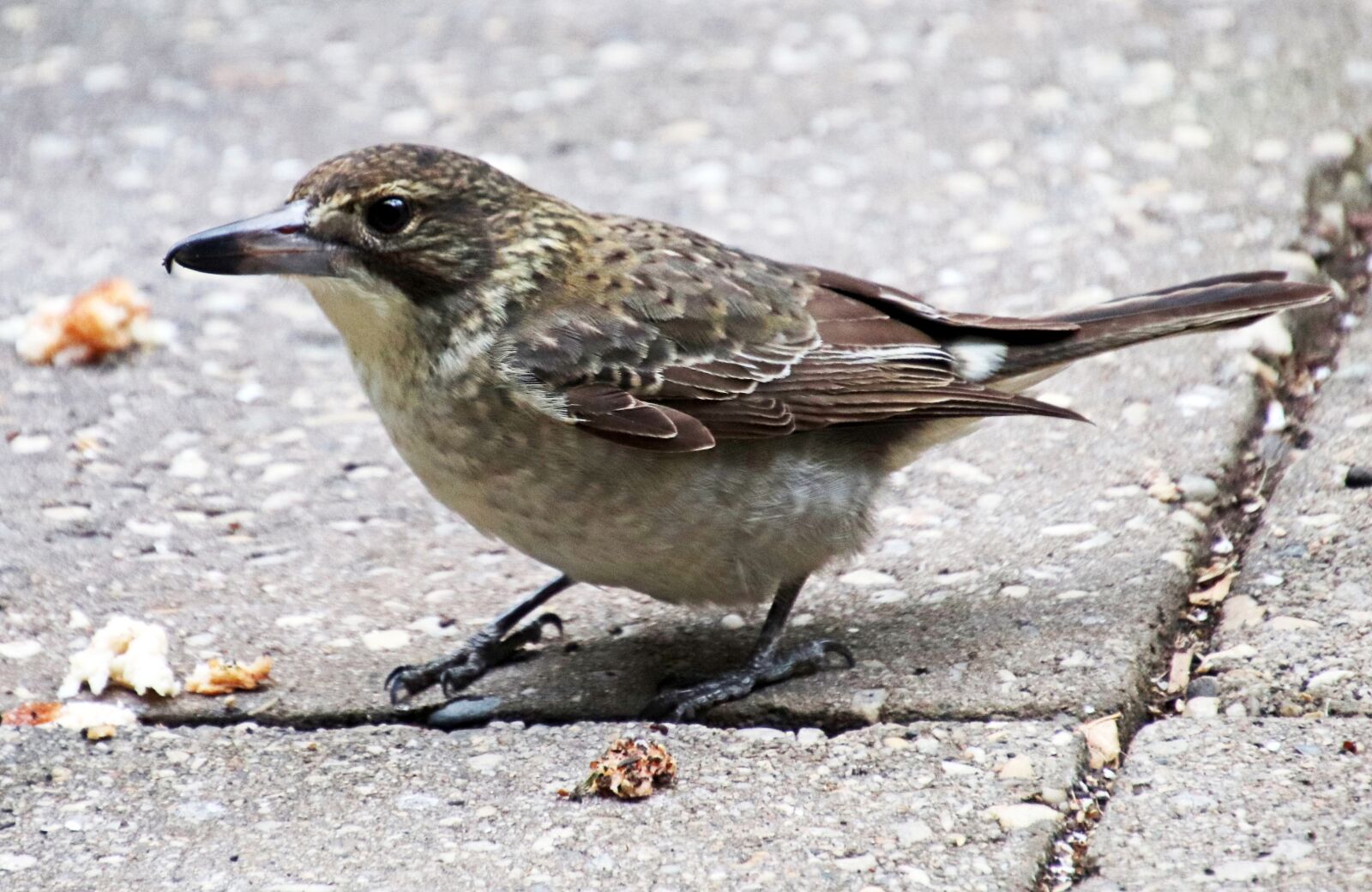 Canon EOS 800D (EOS Rebel T7i / EOS Kiss X9i) sample photo. Bird, wildlife, butcherbird photography