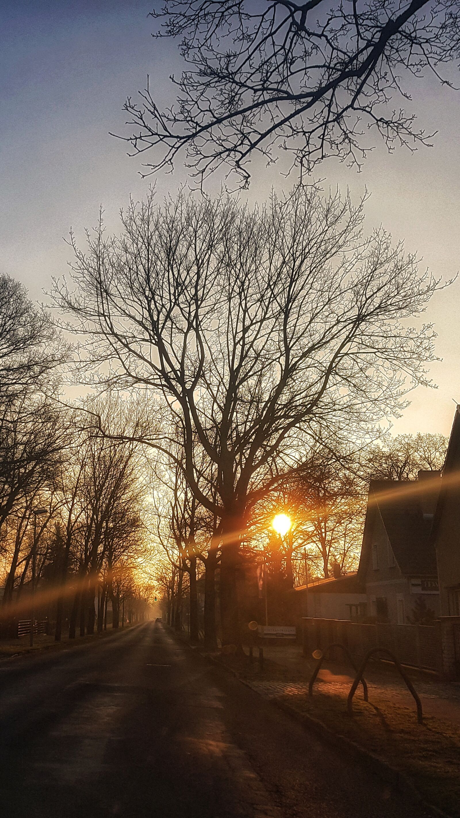 Samsung Galaxy S8 sample photo. Winter, sunrise, tree photography