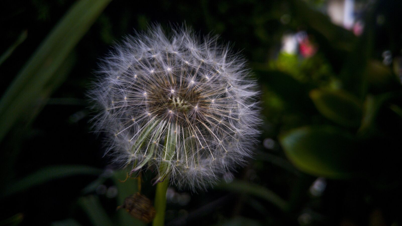 LG G4 sample photo. Dandelion, foreground, plant photography