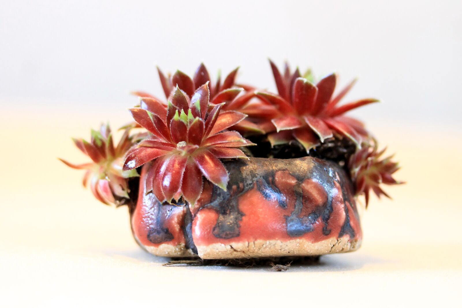 Canon EF-S 60mm F2.8 Macro USM sample photo. Plant, ceramic, stonecrop photography