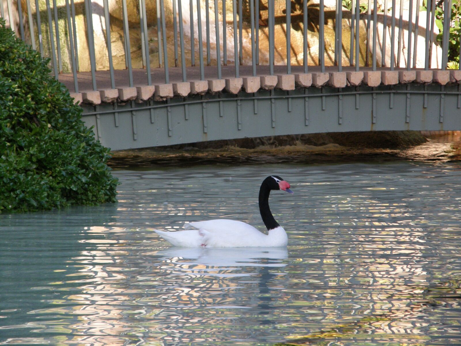Olympus SP550UZ sample photo. Bird, swan, water photography