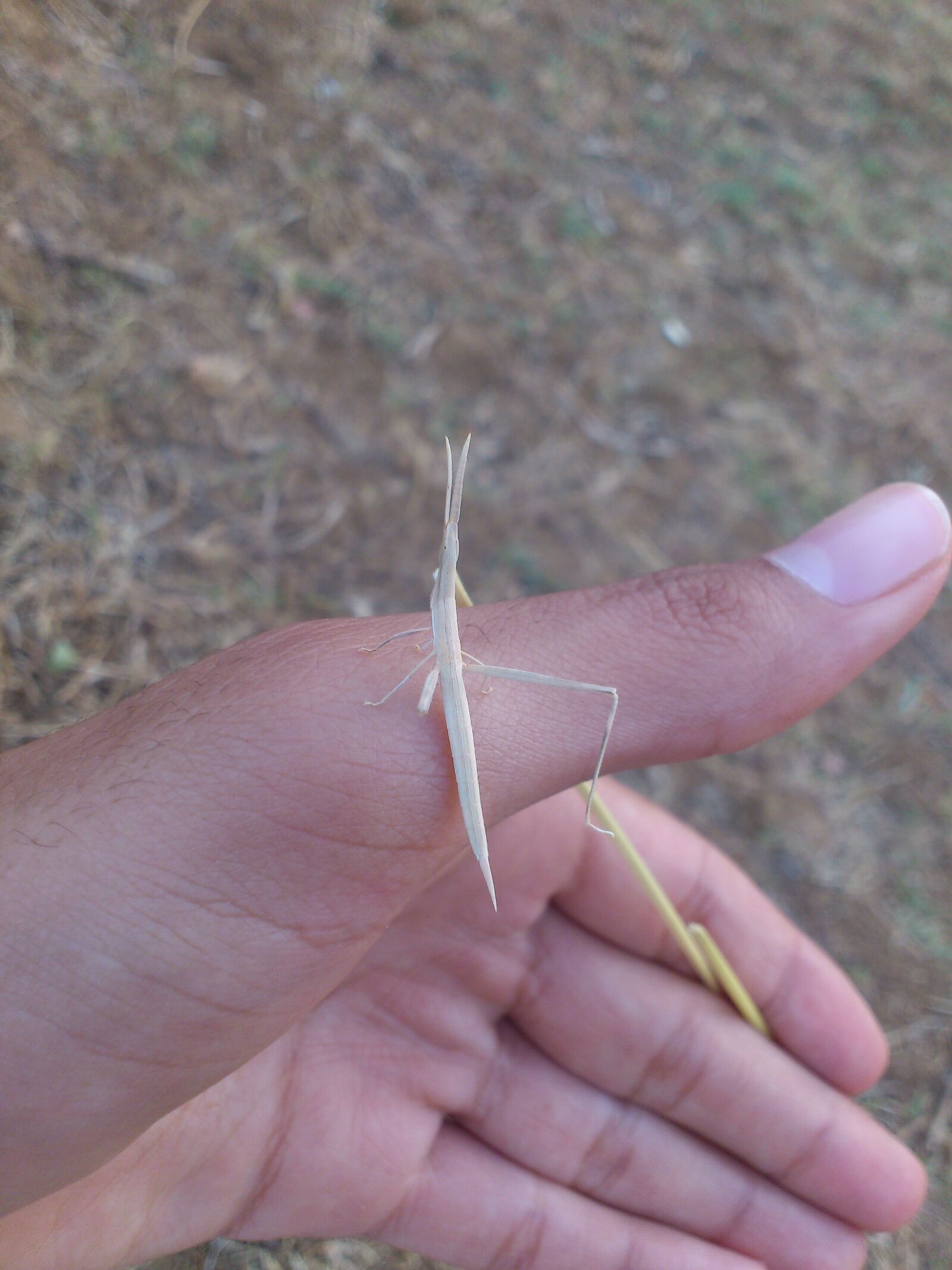 Sony Ericsson Xperia Neo sample photo