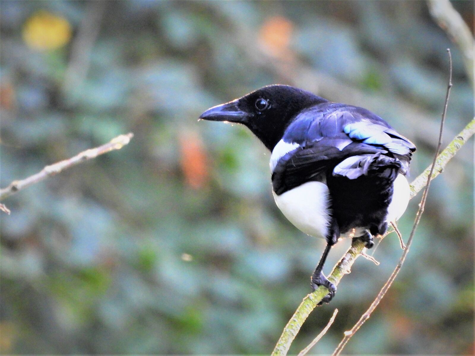 Nikon Coolpix P1000 sample photo. Magpie, nature, feathers photography