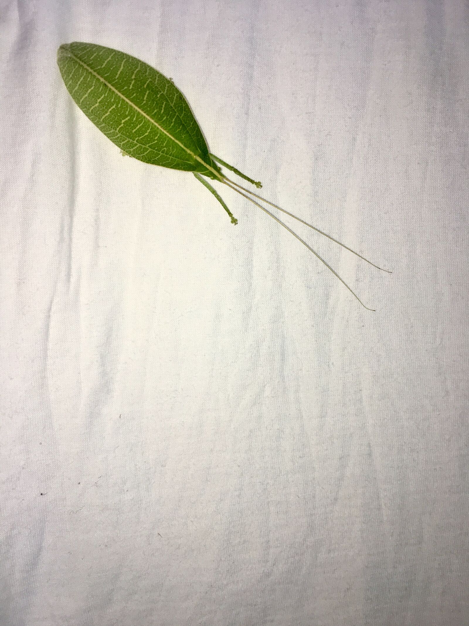 Apple iPhone 6s sample photo. Leaf, bug photography