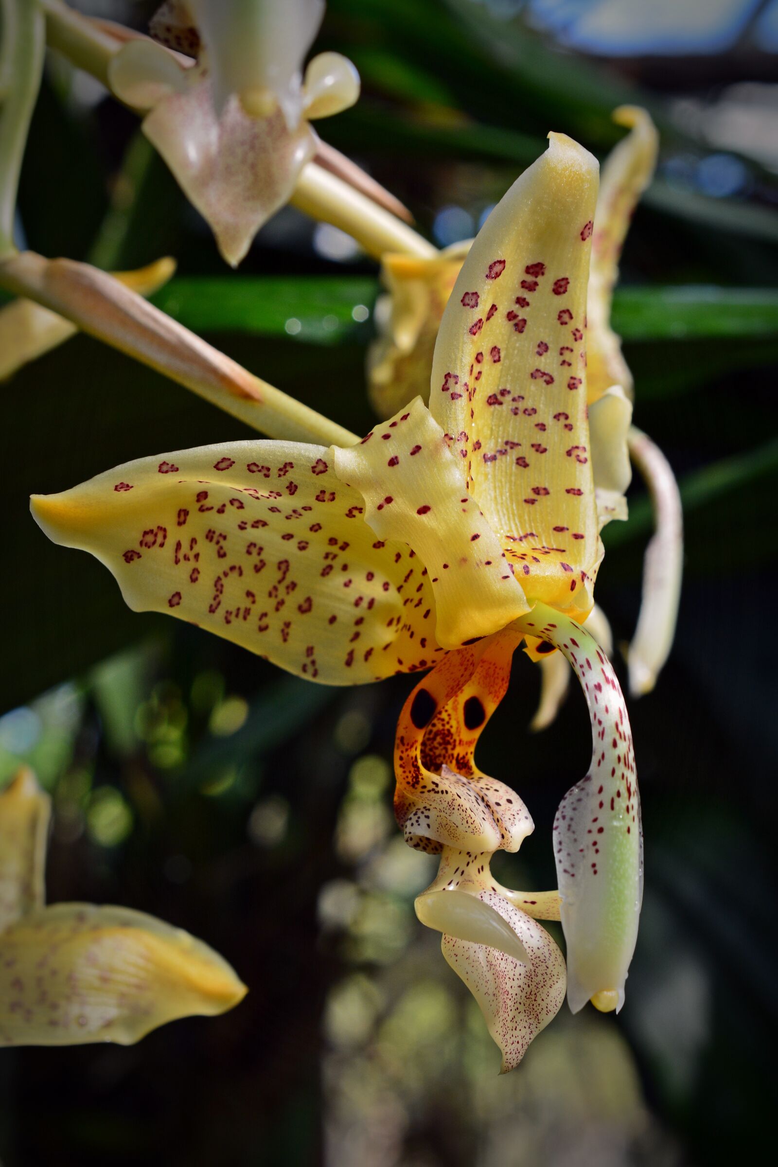 Nikon D5200 sample photo. Orchid, blossom, bloom photography