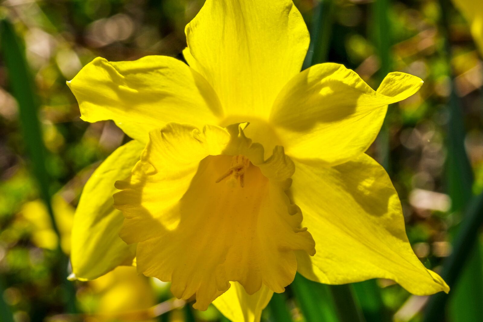 Pentax smc DA* 60-250mm F4.0 ED (IF) SDM sample photo. Narcissus, spring, sun photography