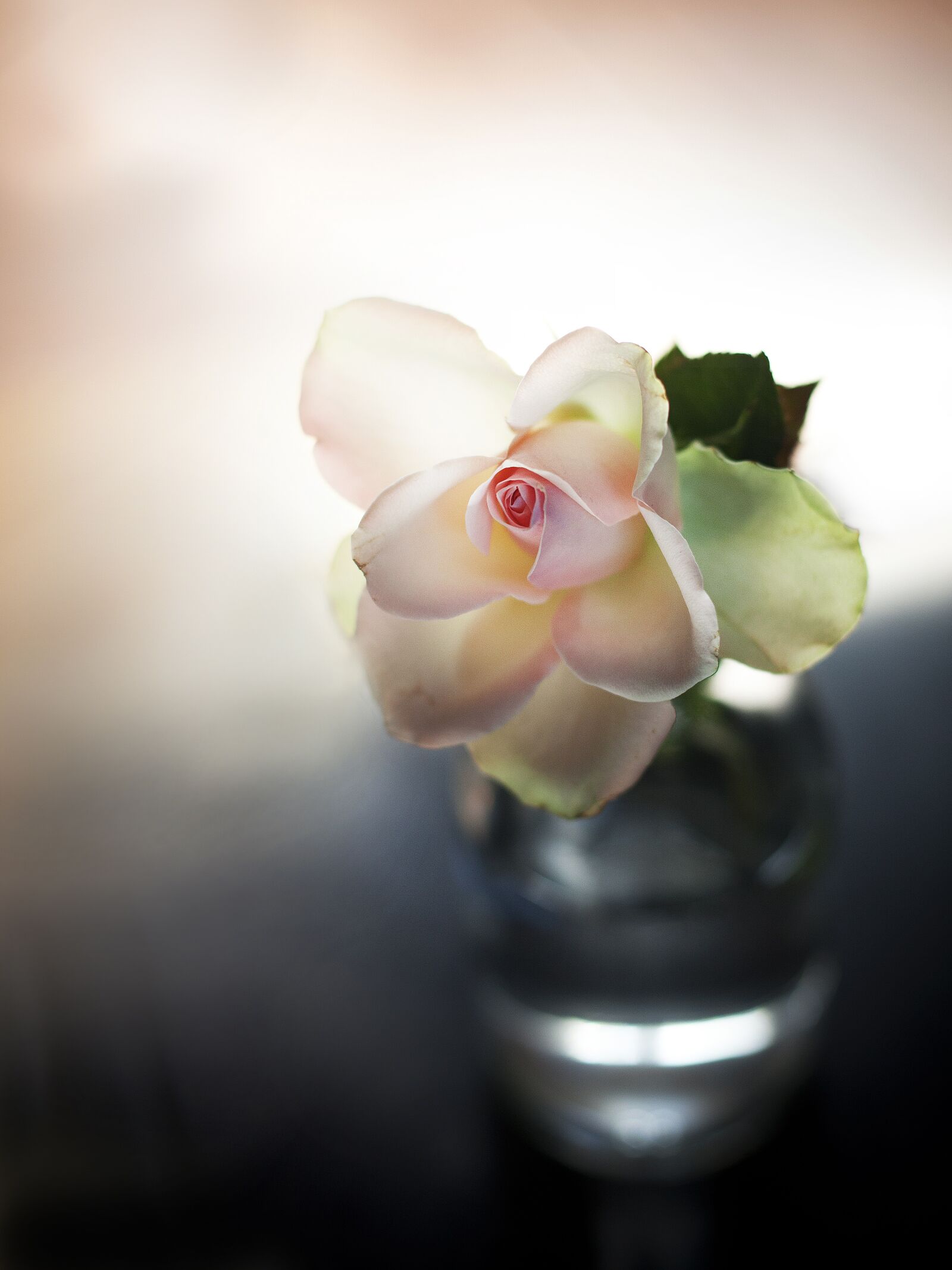Canon EF 50mm F1.4 USM sample photo. Rose, roosje, vase photography