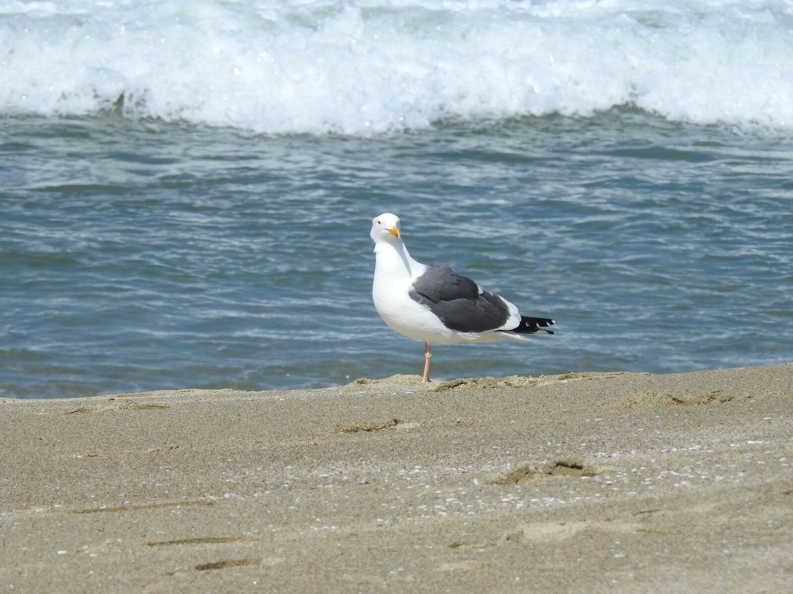 Nikon Coolpix P900 sample photo. Seagull, wave, coast photography