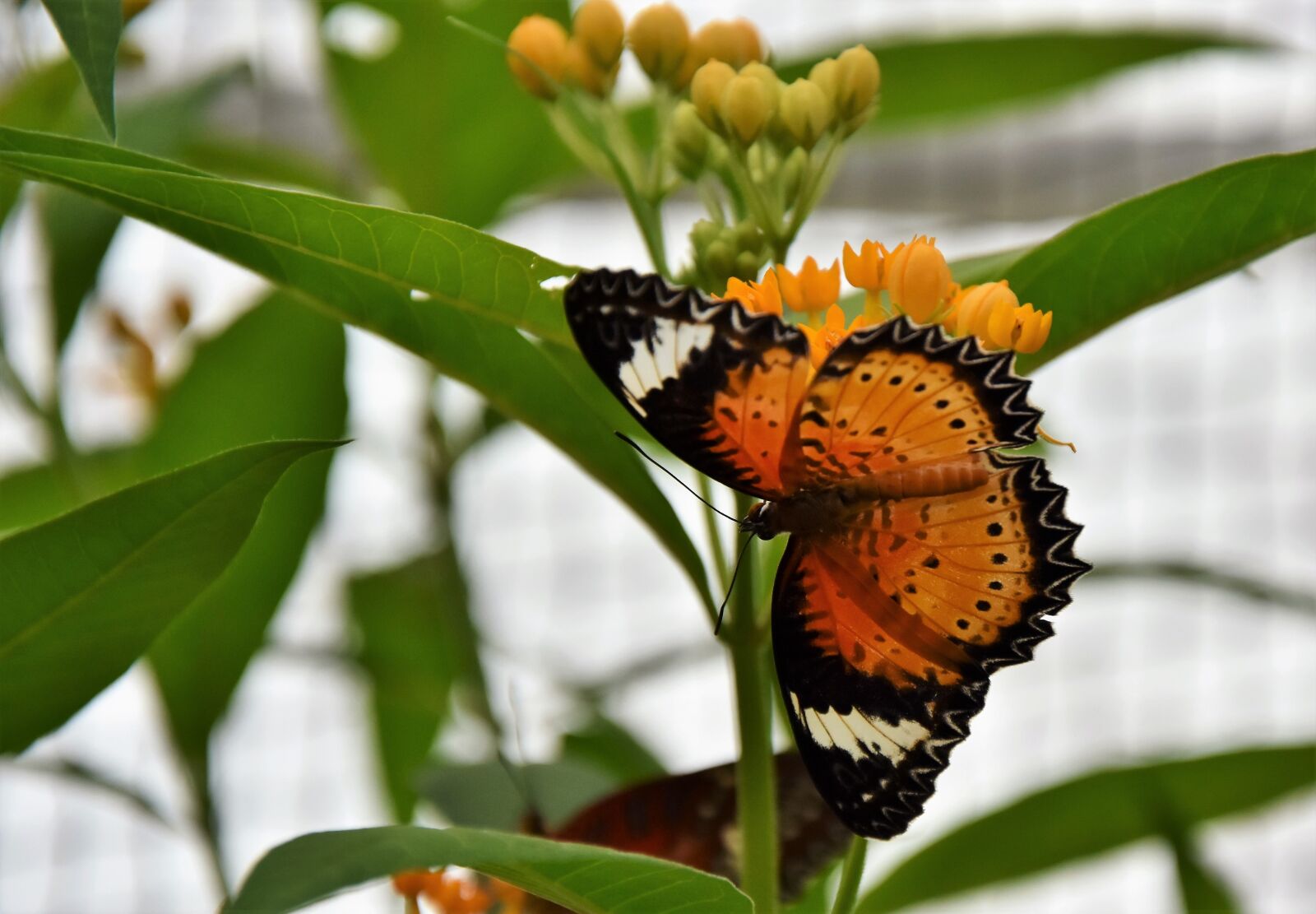 Nikon D7200 sample photo. Painted lady, butterfly, tropical photography
