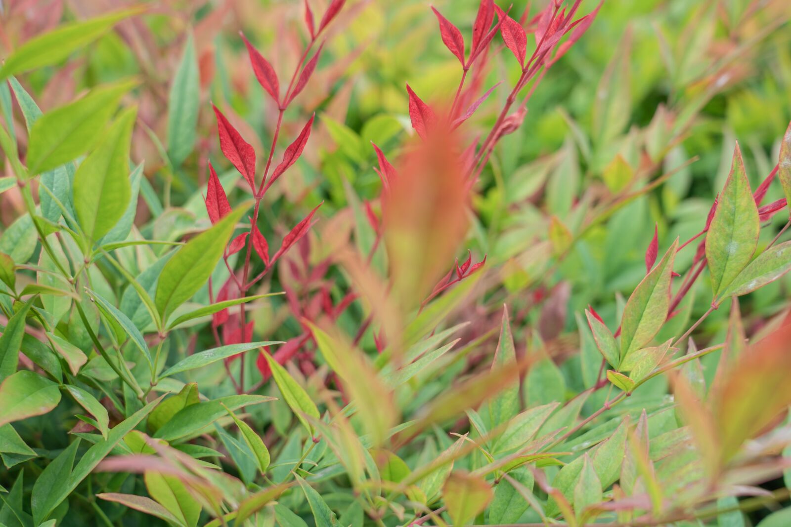 Sony a9 sample photo. Red plants, green plants photography