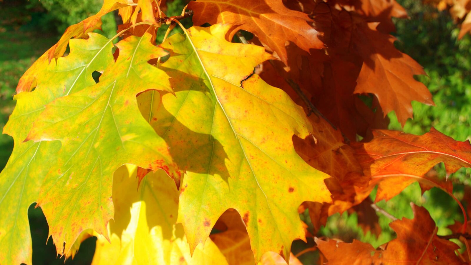Nikon D80 sample photo. Autumn, tree, leaves photography
