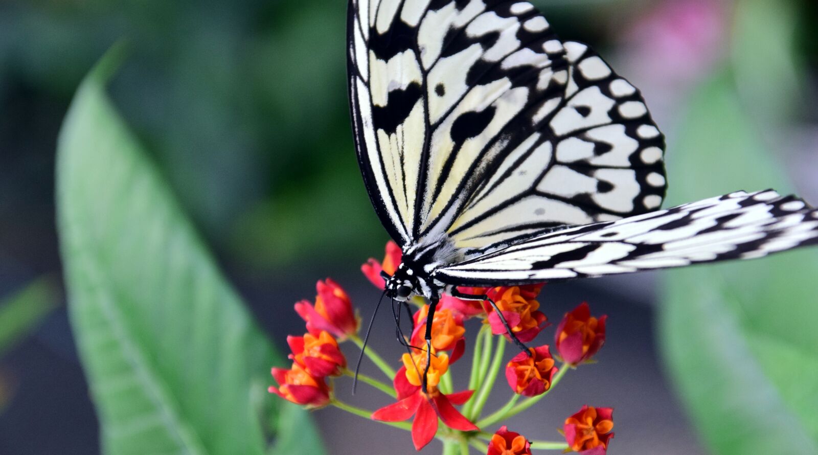 Nikon D3300 sample photo. White baumnymphe, idea leukonoe photography