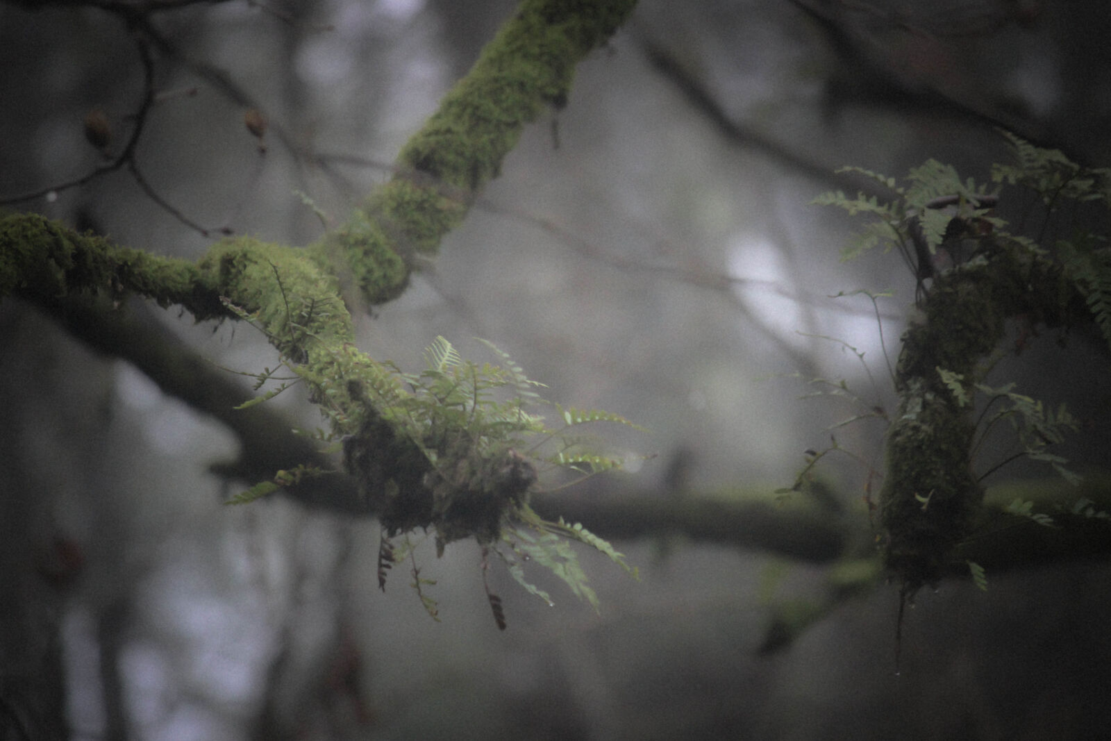 Canon EOS 600D (Rebel EOS T3i / EOS Kiss X5) sample photo. Green, fern, on, branch photography