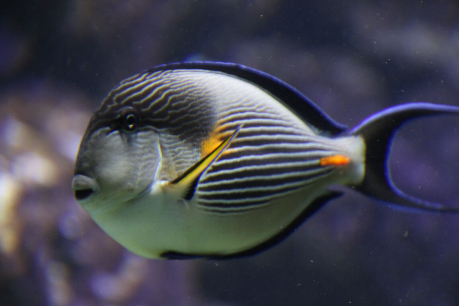 Canon EOS 7D Mark II sample photo. Animal, aquarium, colorful, fins photography