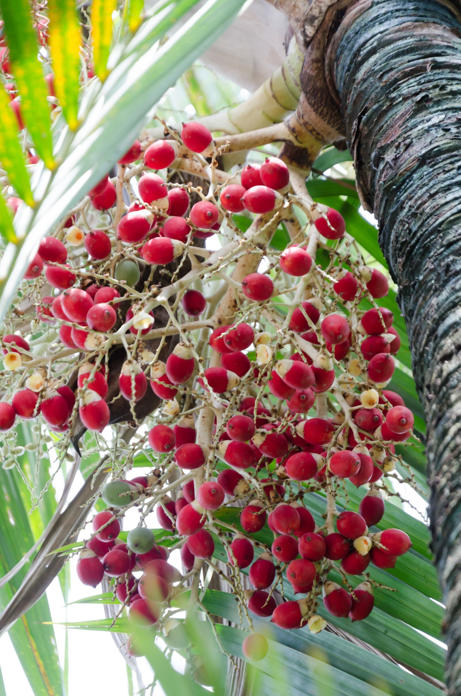 Nikon D5100 sample photo. Results cau, red, fruits photography