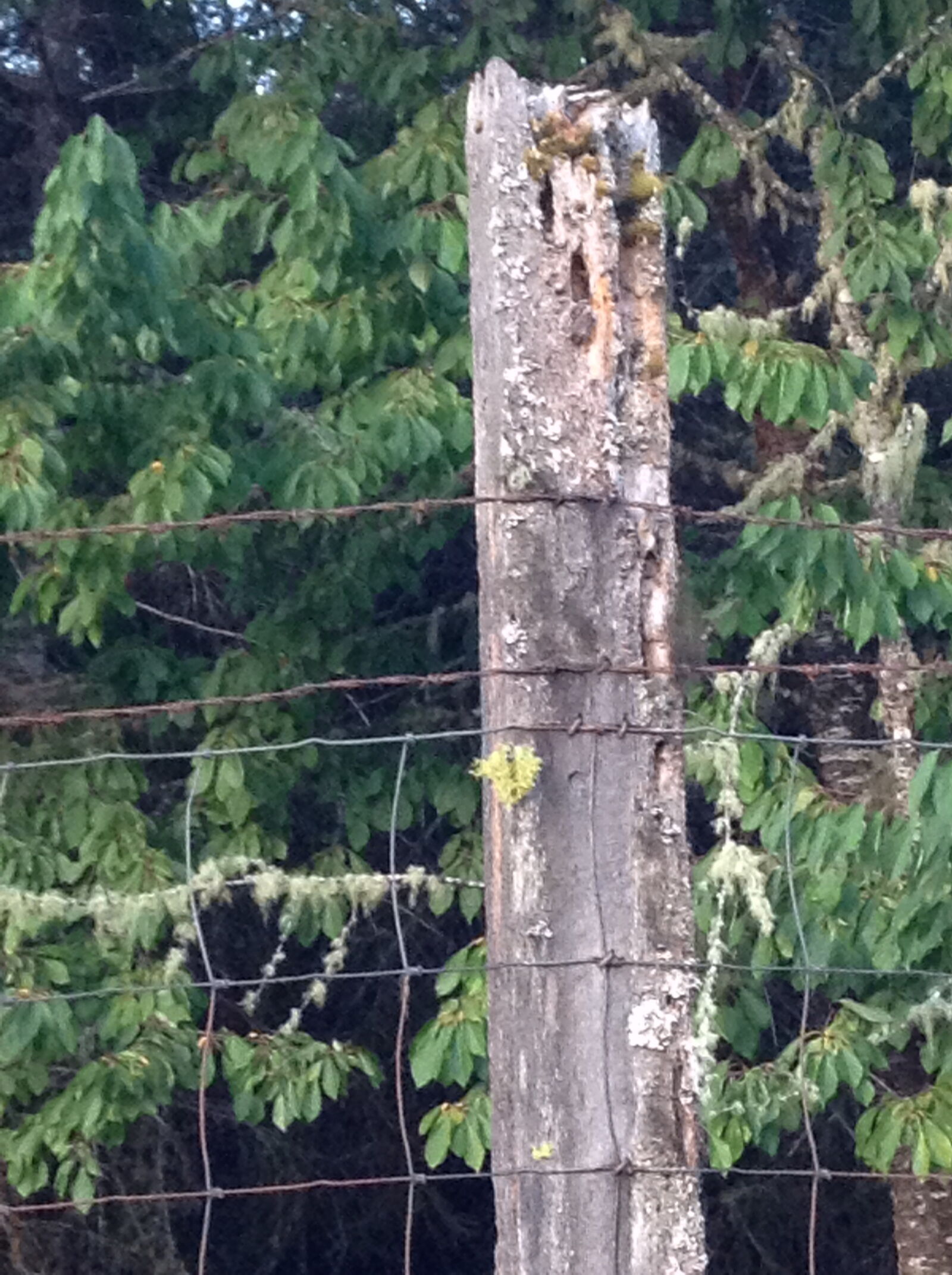 Apple iPod touch sample photo. Fence, post photography