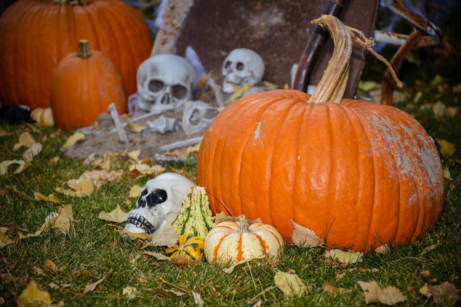 Nikon D7200 sample photo. Pumpkin, halloween, fall photography