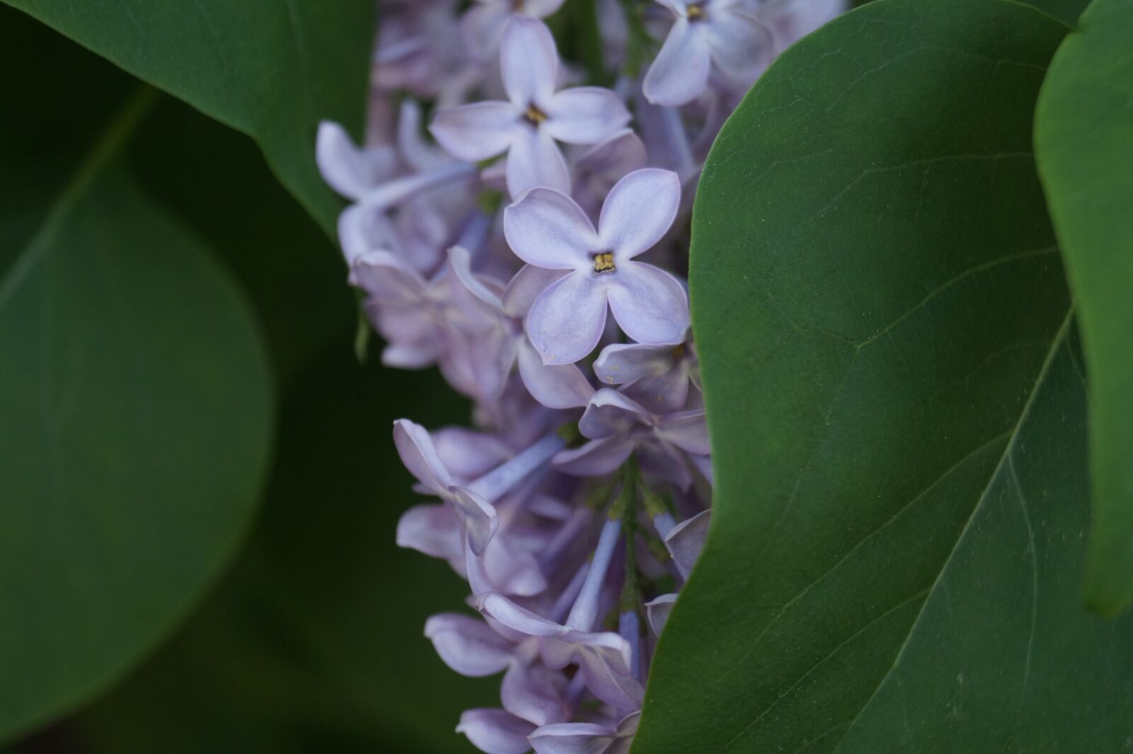 Sony DT 18-55mm F3.5-5.6 SAM II sample photo. Lilac, purple, hell photography