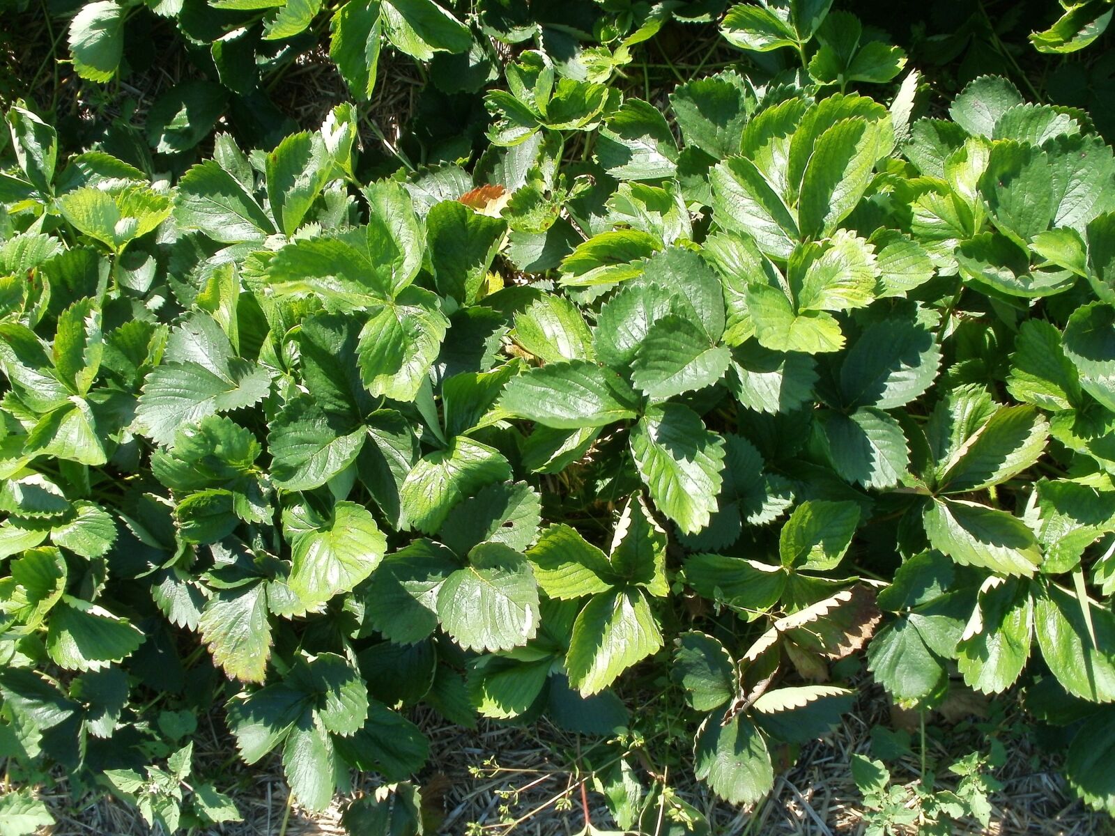 Olympus FE47,X43 sample photo. Strawberries, plants, food photography
