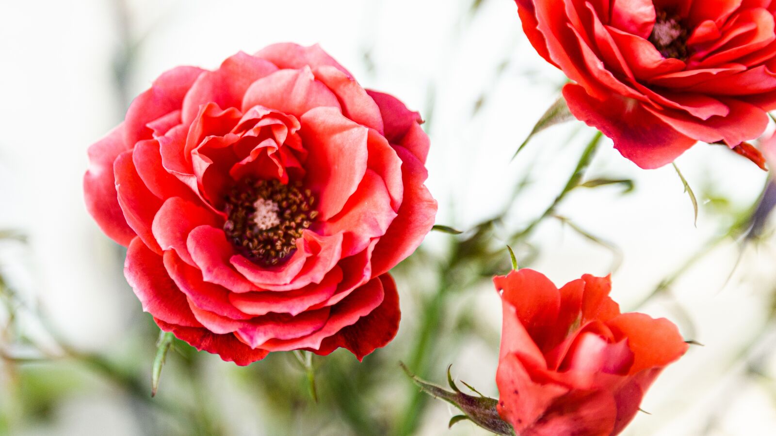 Nikon D3200 sample photo. Flower, green, color photography
