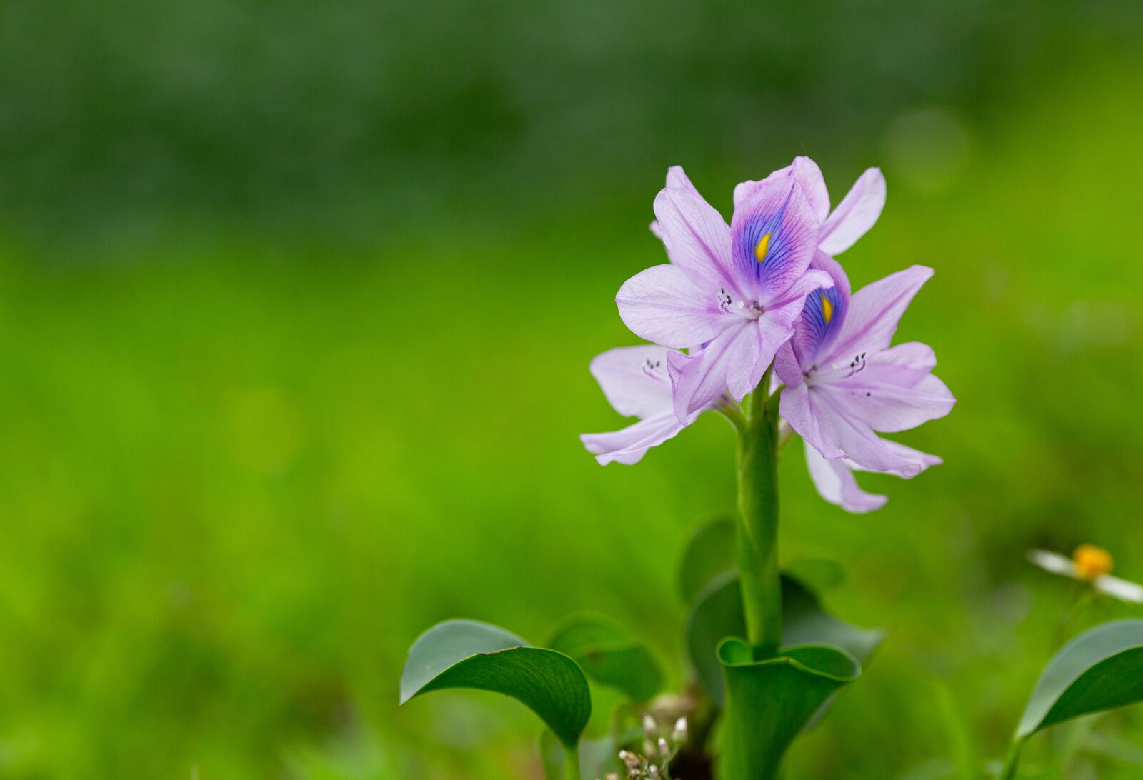 Canon EOS 5D Mark III + Canon EF 135mm F2L USM sample photo. Eichhornia crassipes, flower, ruffles photography