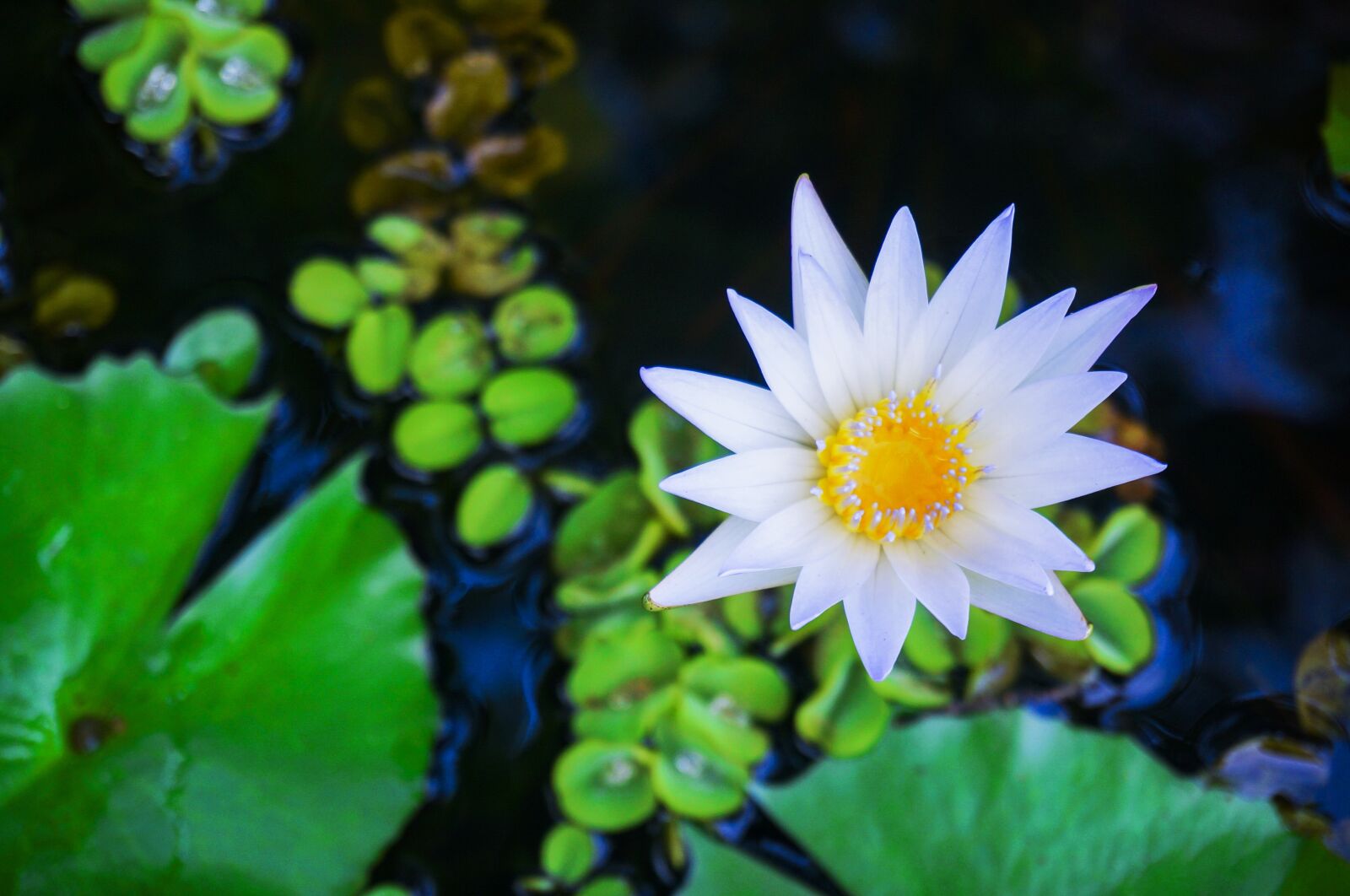 Sony Alpha NEX-5T sample photo. Lotus, lotus on pond photography