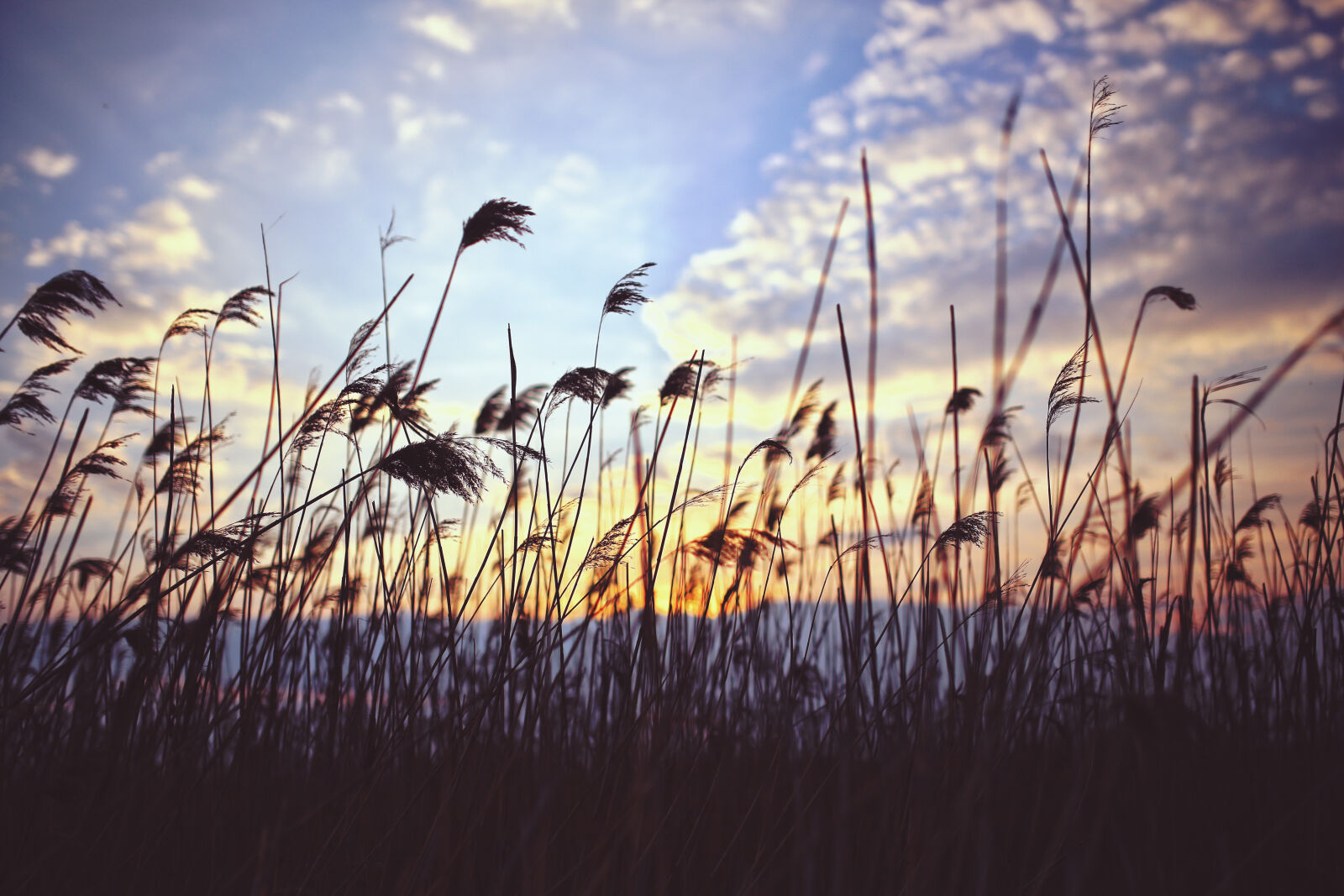 Canon EOS 6D sample photo. Phragmites, by, sunset photography