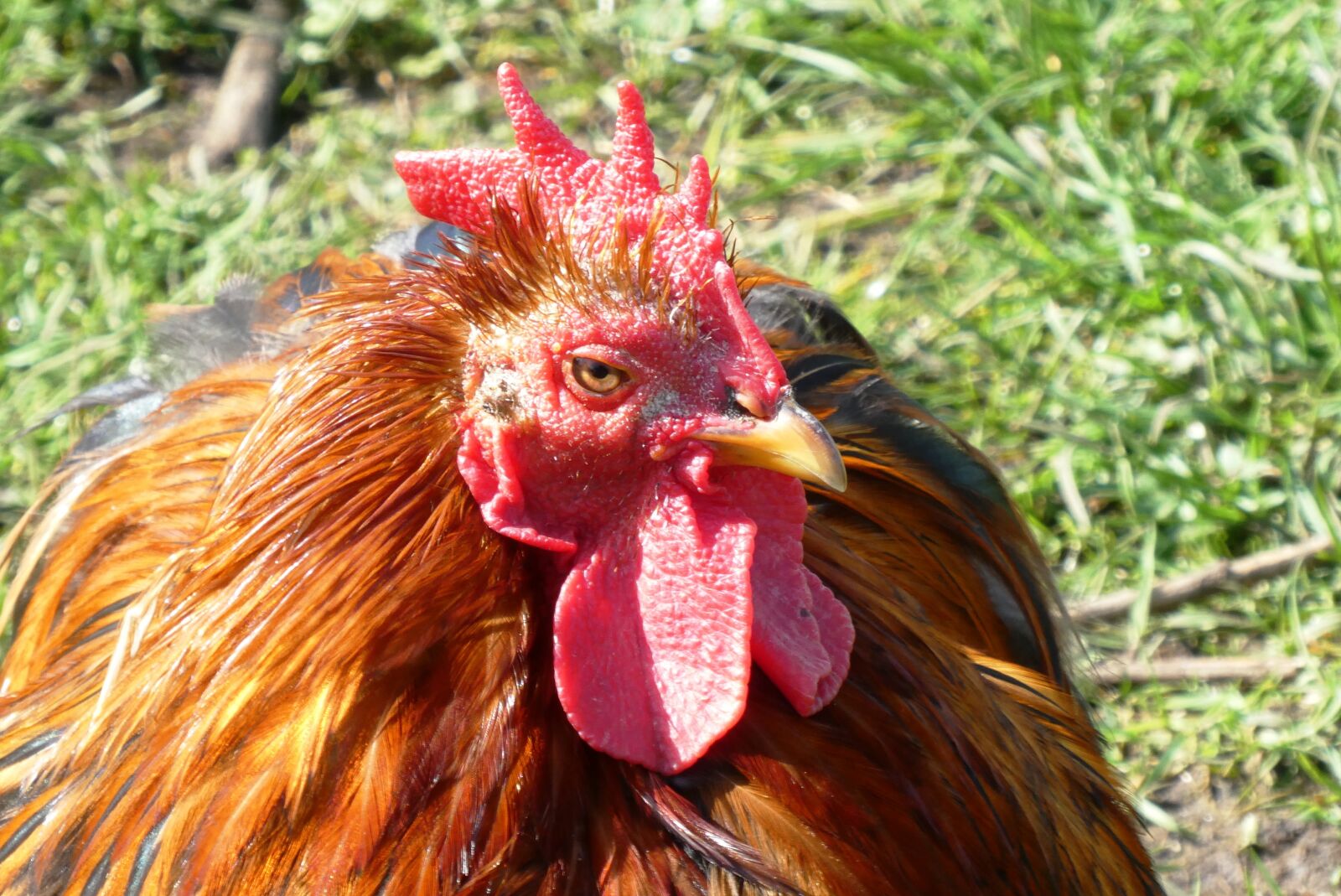 Panasonic Lumix DC-ZS70 (Lumix DC-TZ90) sample photo. Chicken, feathers, comb photography