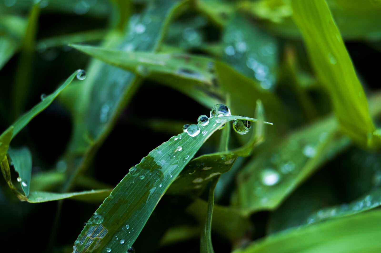 Sony DT 55-200mm F4-5.6 SAM sample photo. Green, leaf, waterdrop, wallpaper photography
