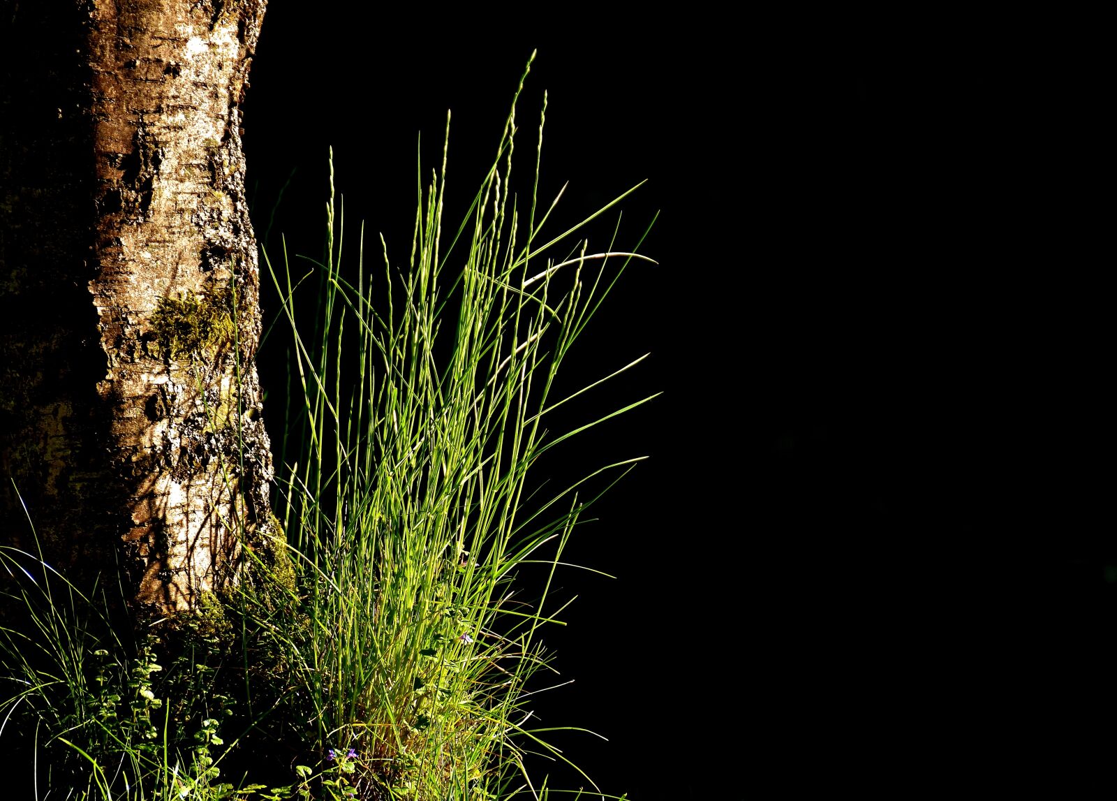 Nikon D7200 sample photo. Tree, grass, garden photography