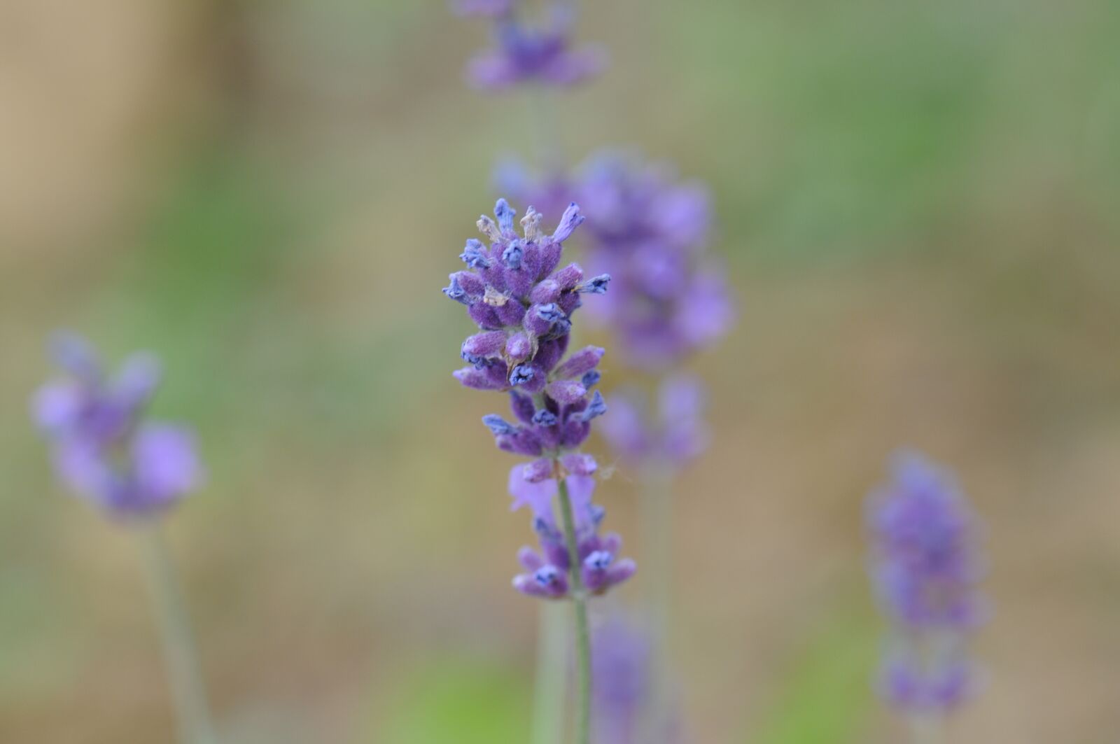 Nikon D300 sample photo. Nature, lavender, flowers photography