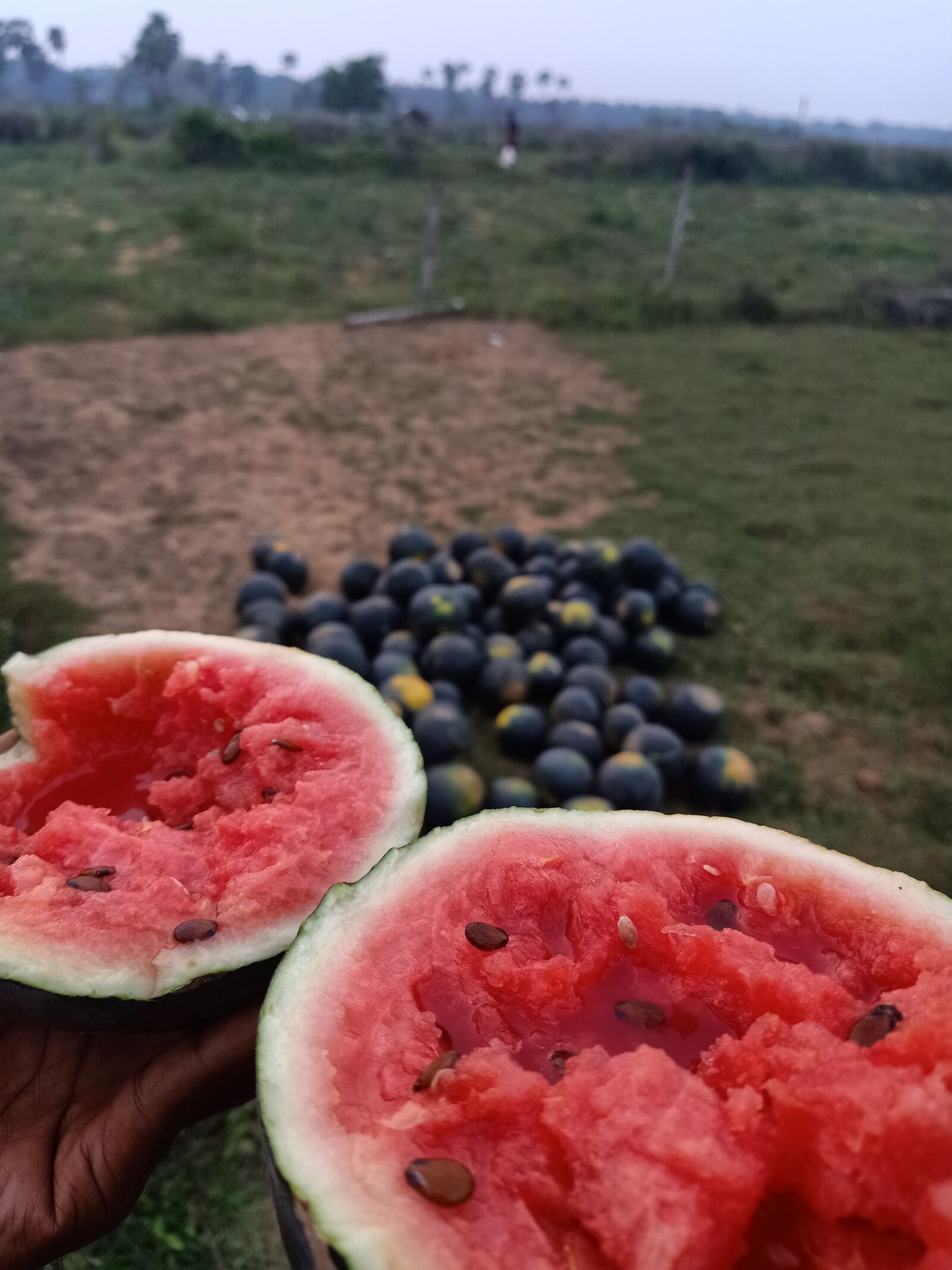 OPPO F11 sample photo. Watermelon, india, odisha photography