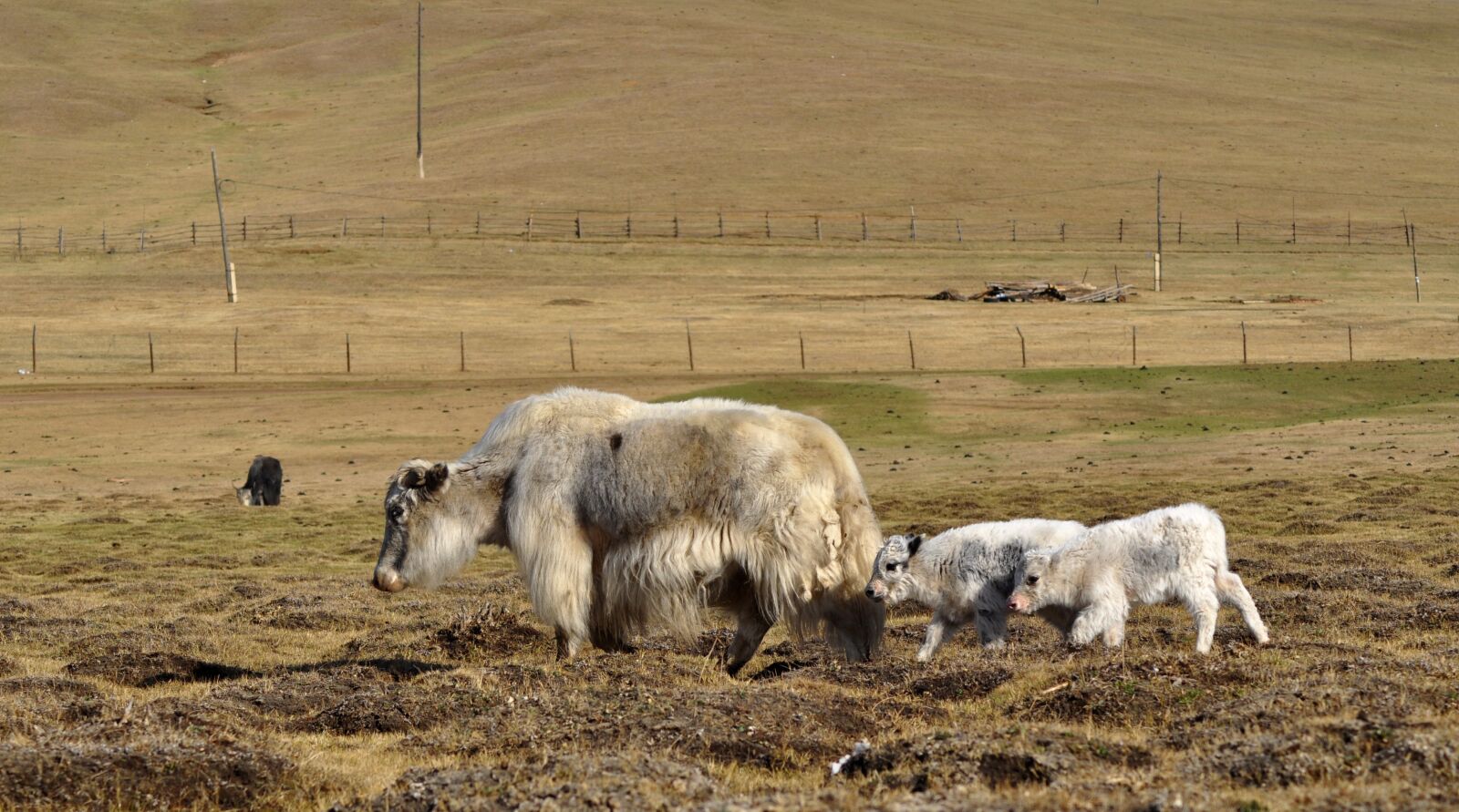Nikon D90 sample photo. Yak, baby yak, pasture photography