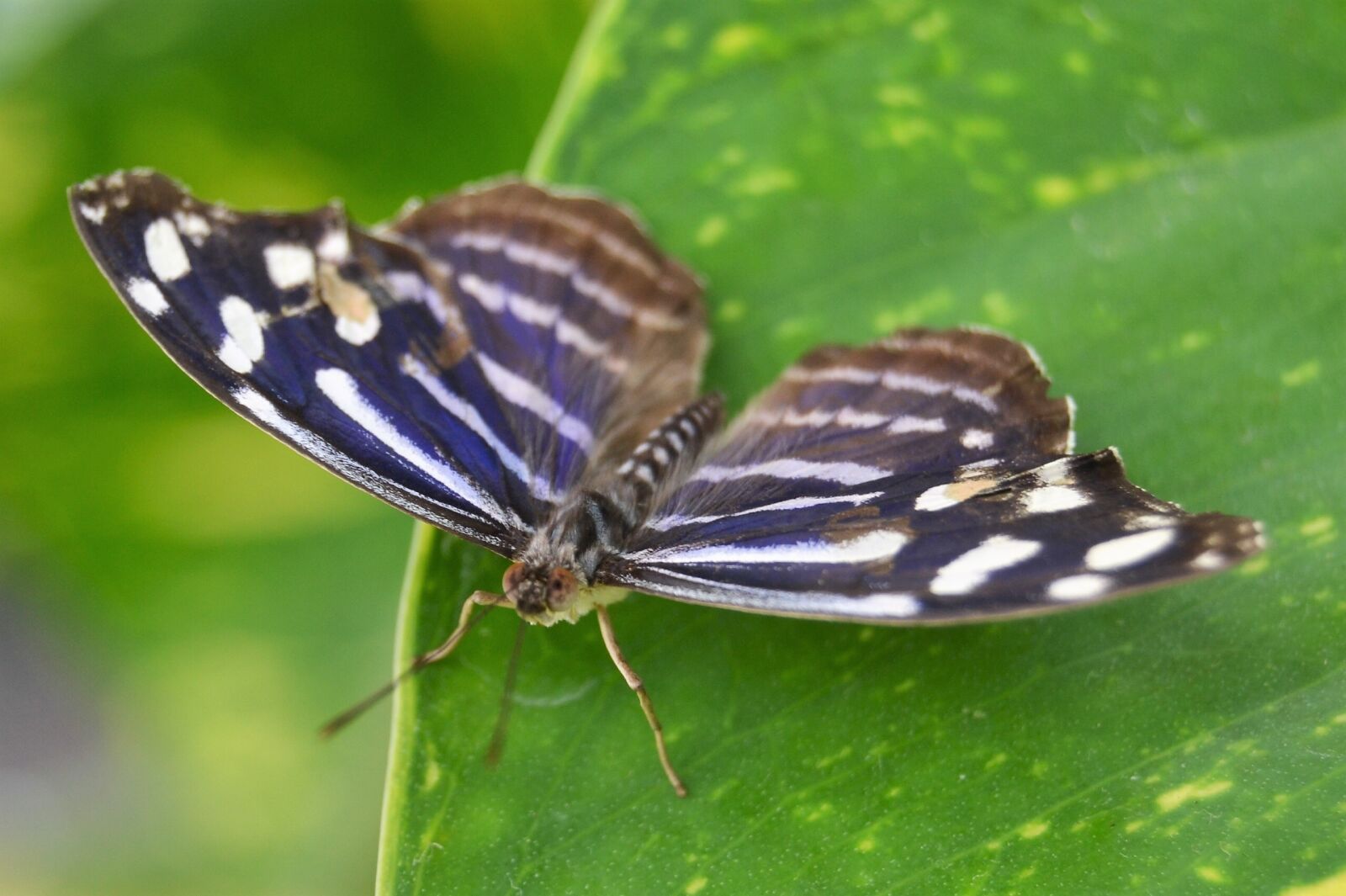 Nikon D3100 sample photo. Butterfly, insect, garden photography