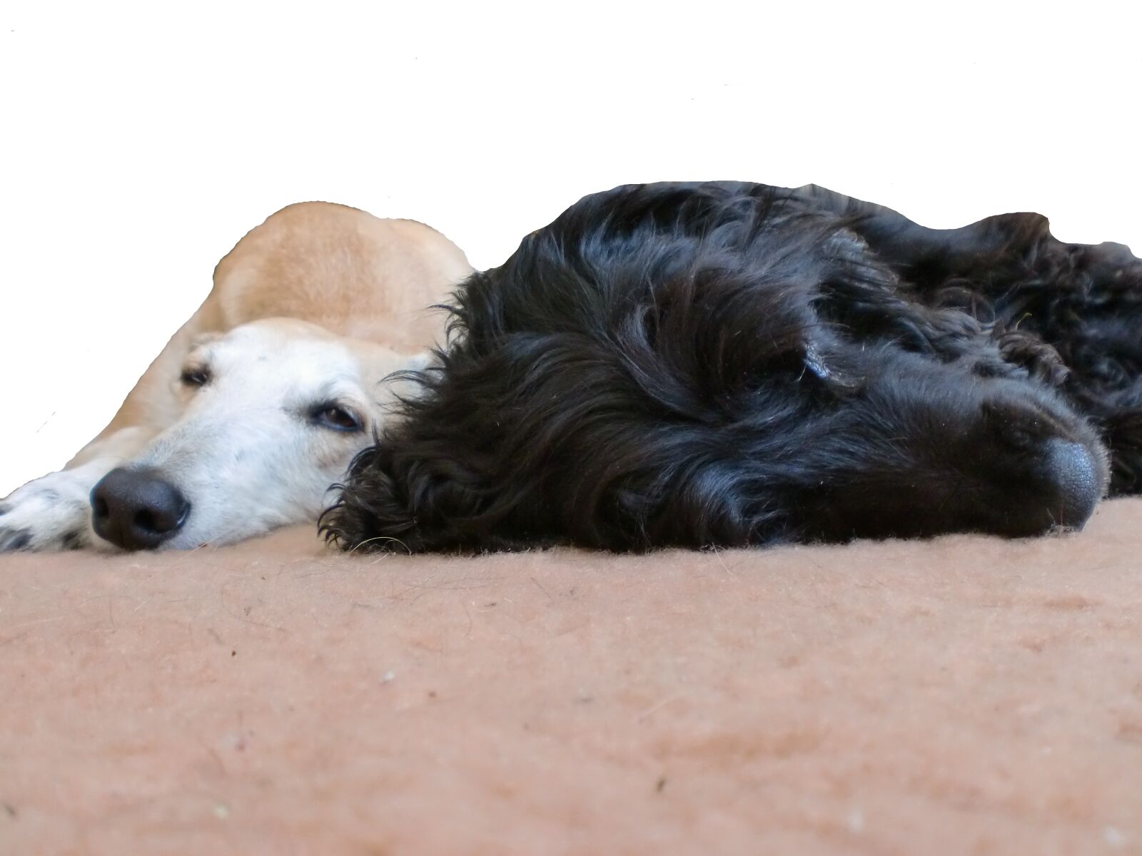 CASIO EX-Z90 sample photo. Tier, haustier, hunde photography