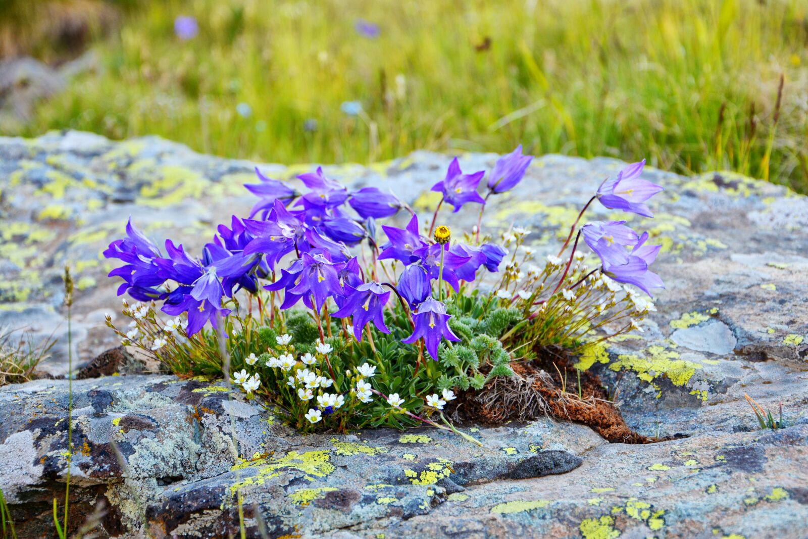 Nikon D7100 sample photo. Flower, nature, macro photography