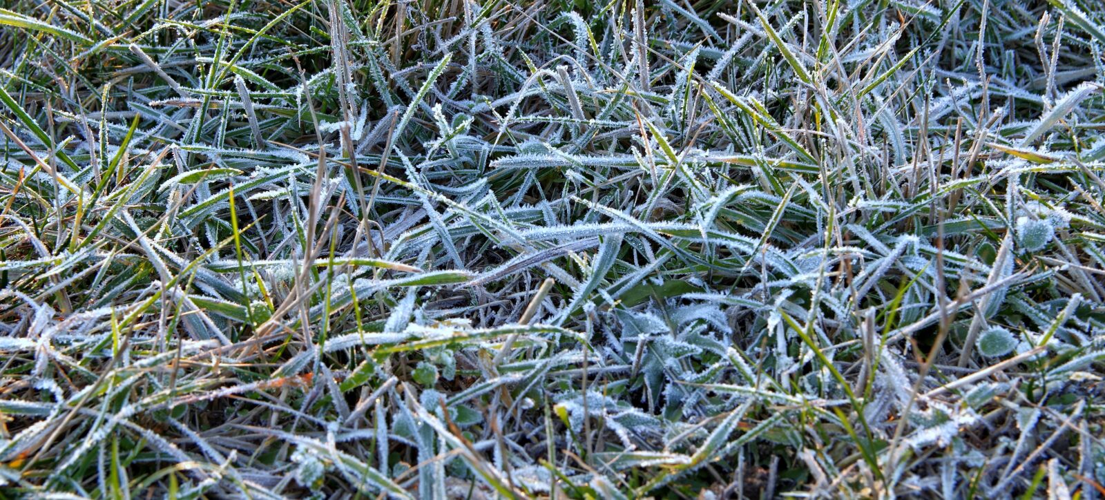 Pentax K-S2 sample photo. Morning, frost, east photography