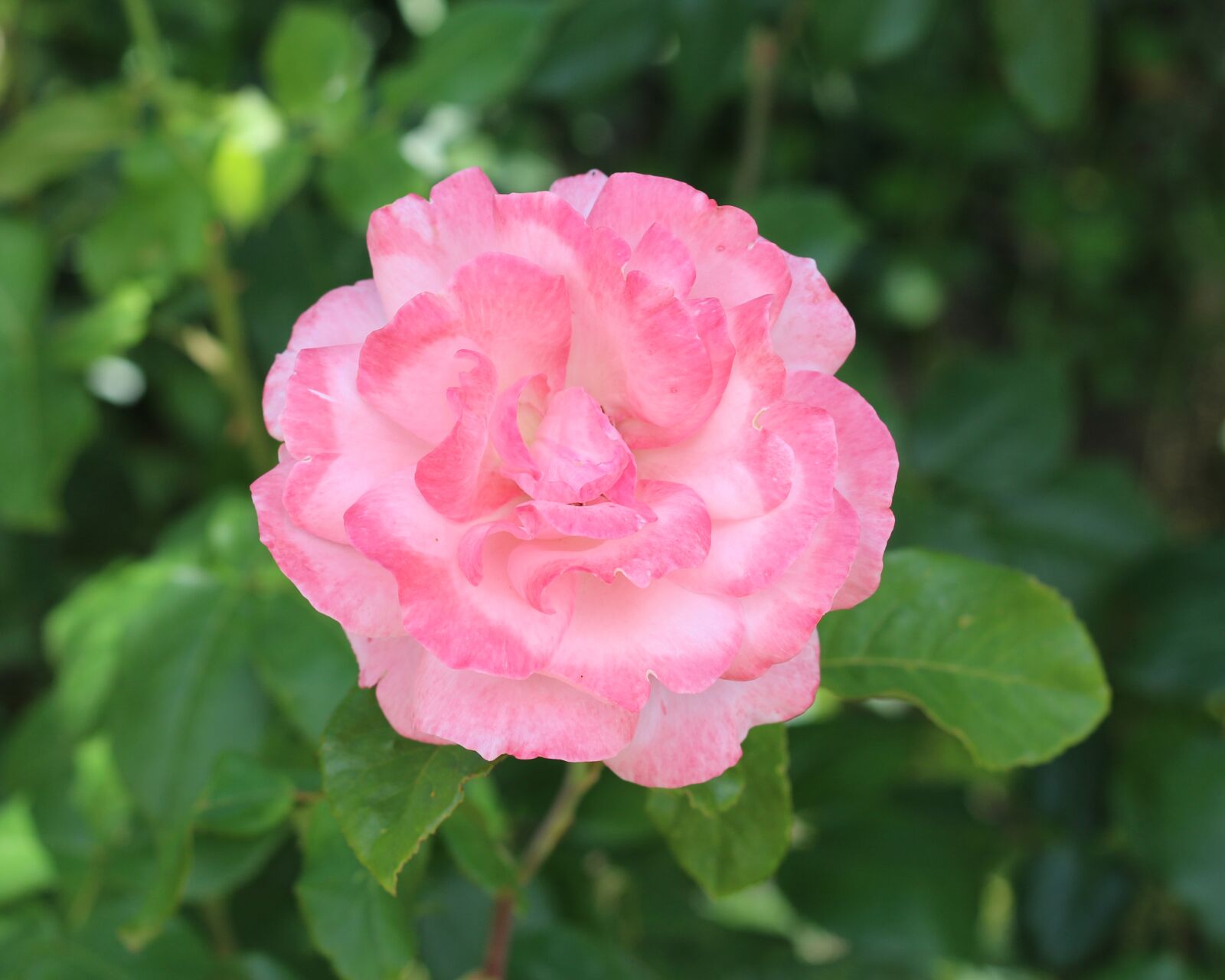 Canon EOS 700D (EOS Rebel T5i / EOS Kiss X7i) sample photo. Pale pink, pink rose photography