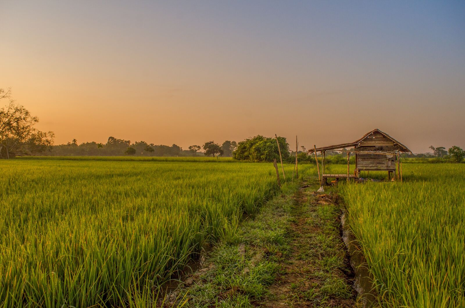 Nikon D7000 sample photo. Field, farmer, green photography