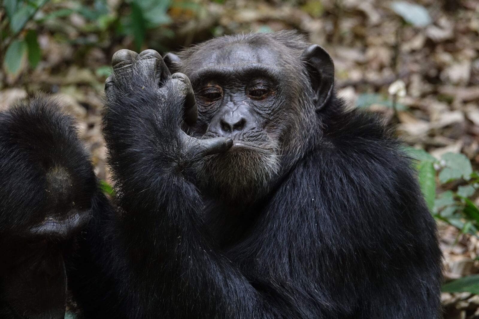 Sony Cyber-shot DSC-RX10 III sample photo. Mammal, wildlife, primate photography