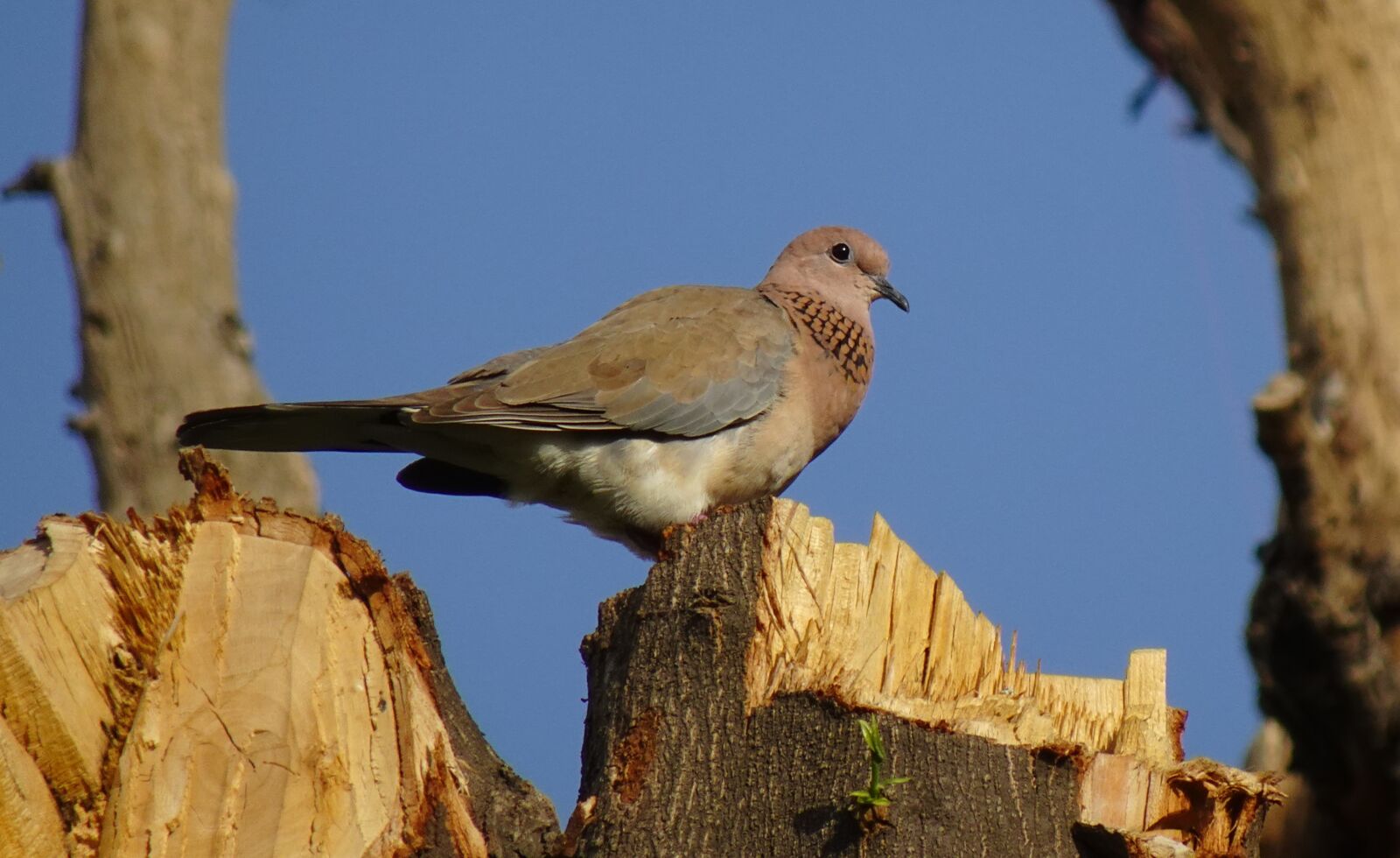 Sony DSC-WX800 sample photo. Dove, bird, laughing dove photography