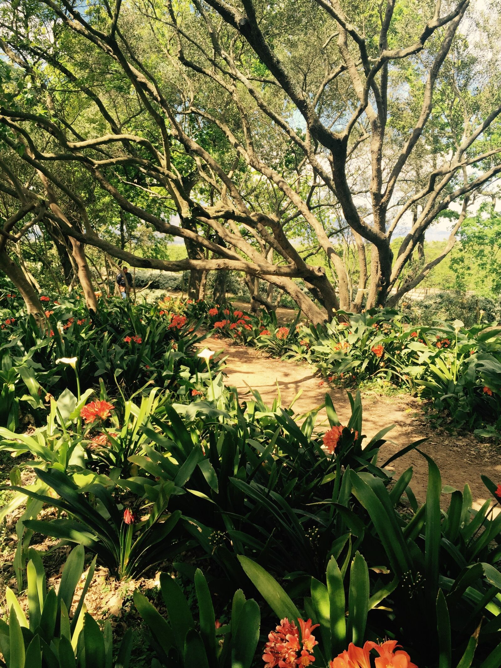 Apple iPhone 6 sample photo. Garden, summer, delight photography